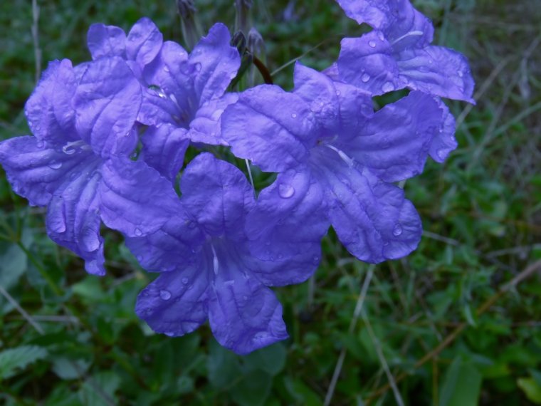 Руэллия Каролинская