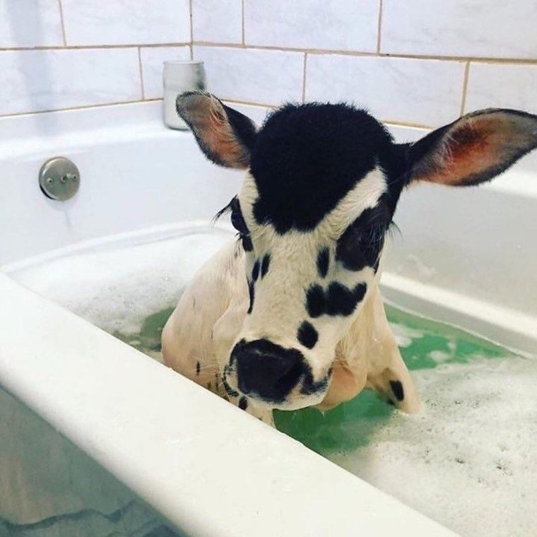 Корова в квартире