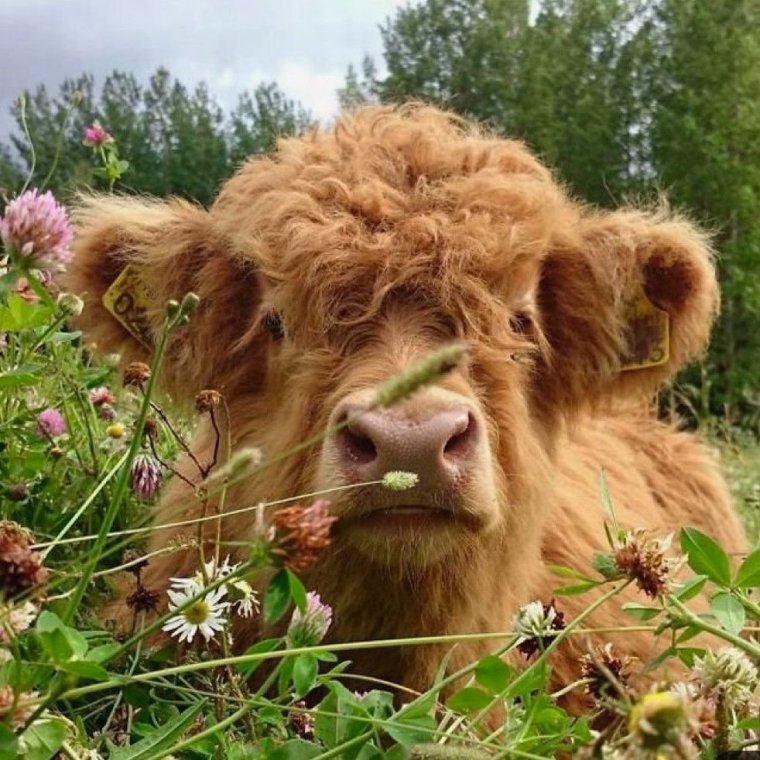 Теленок Highland