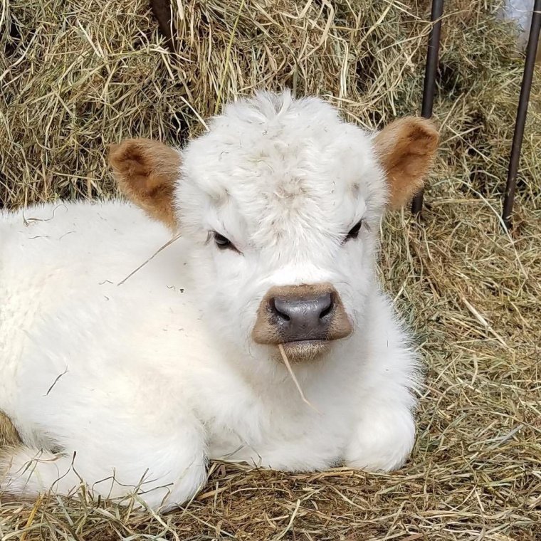 Белый пушистый телёнок