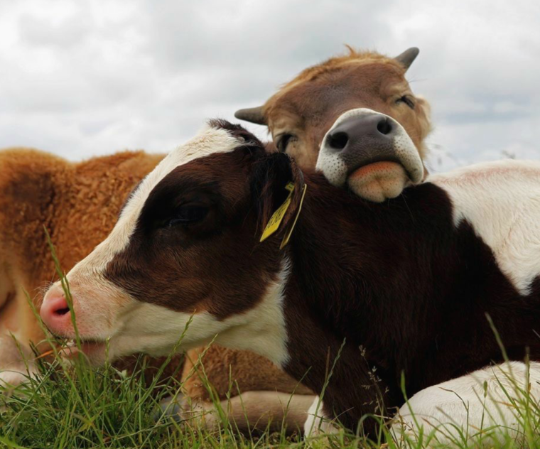 Корова облизывает