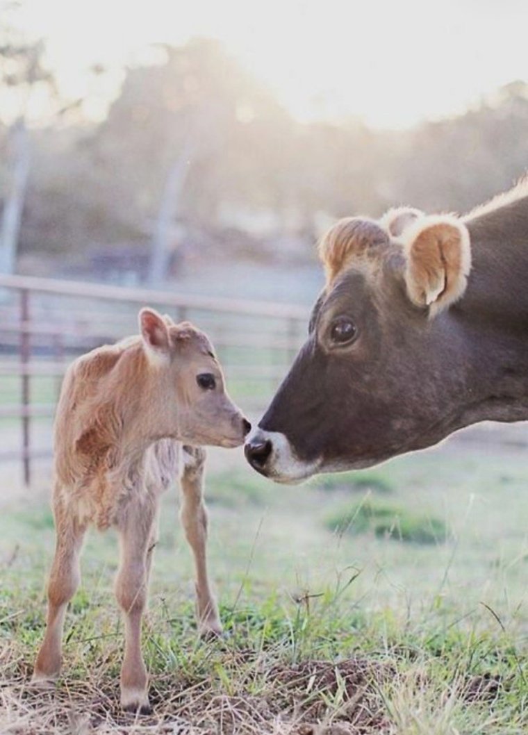 Маленькие коровы