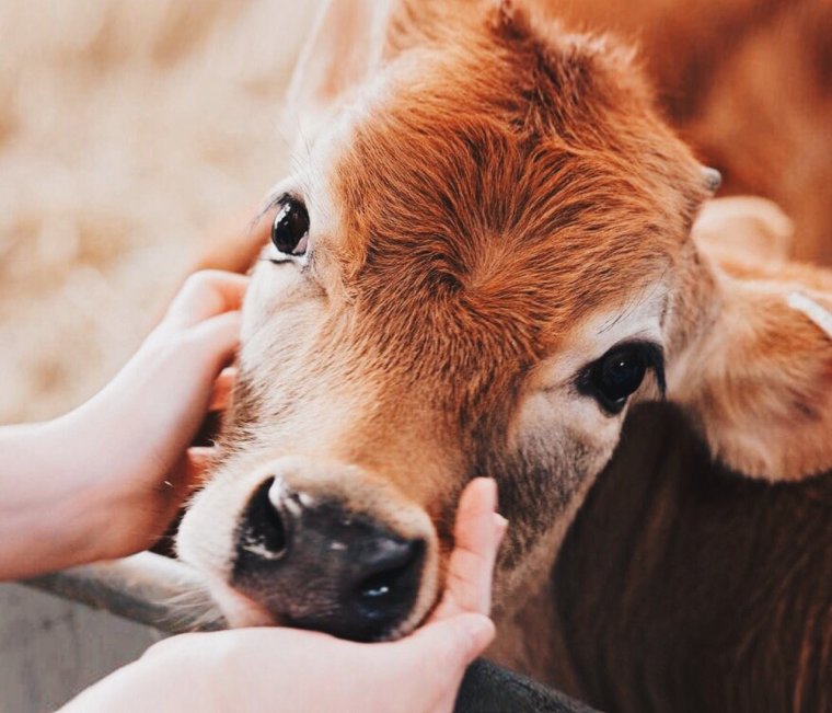 Коровы любовь