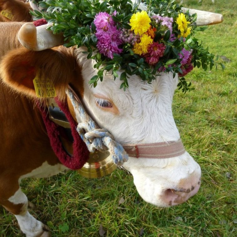 Корова в венке