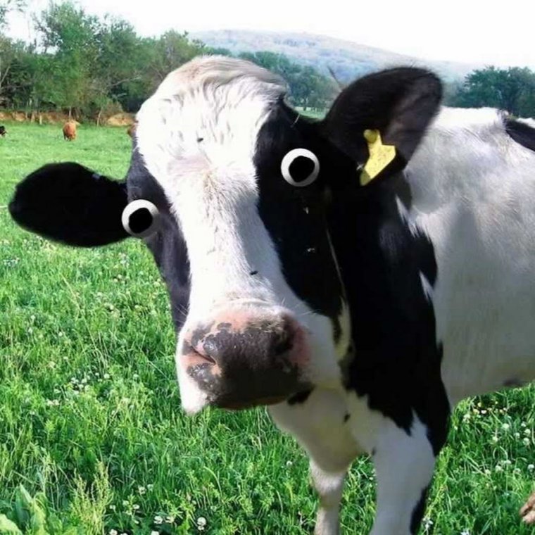 Сумасшедшая корова