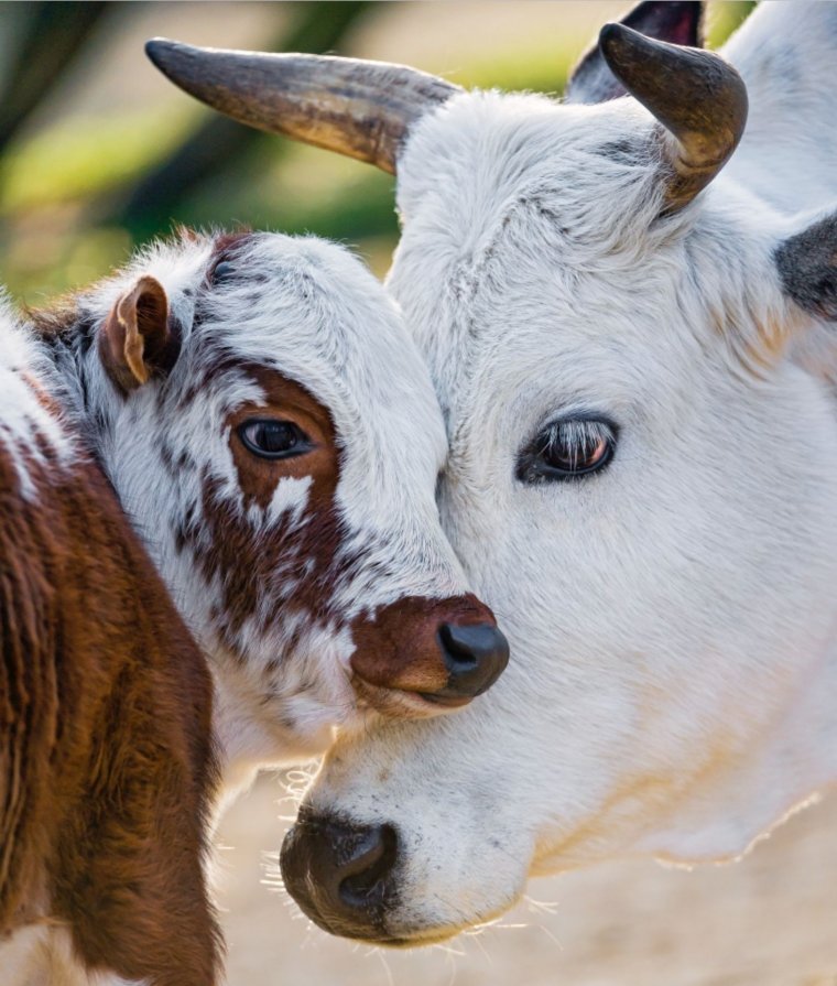 Милая корова