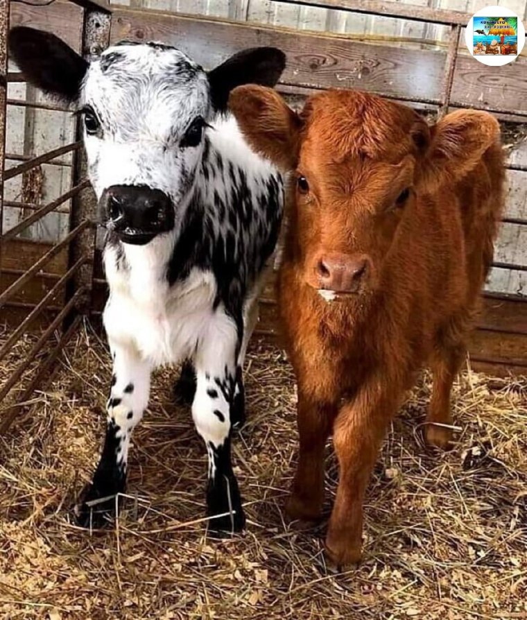 Милая банда