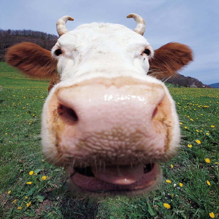 Корова на аву