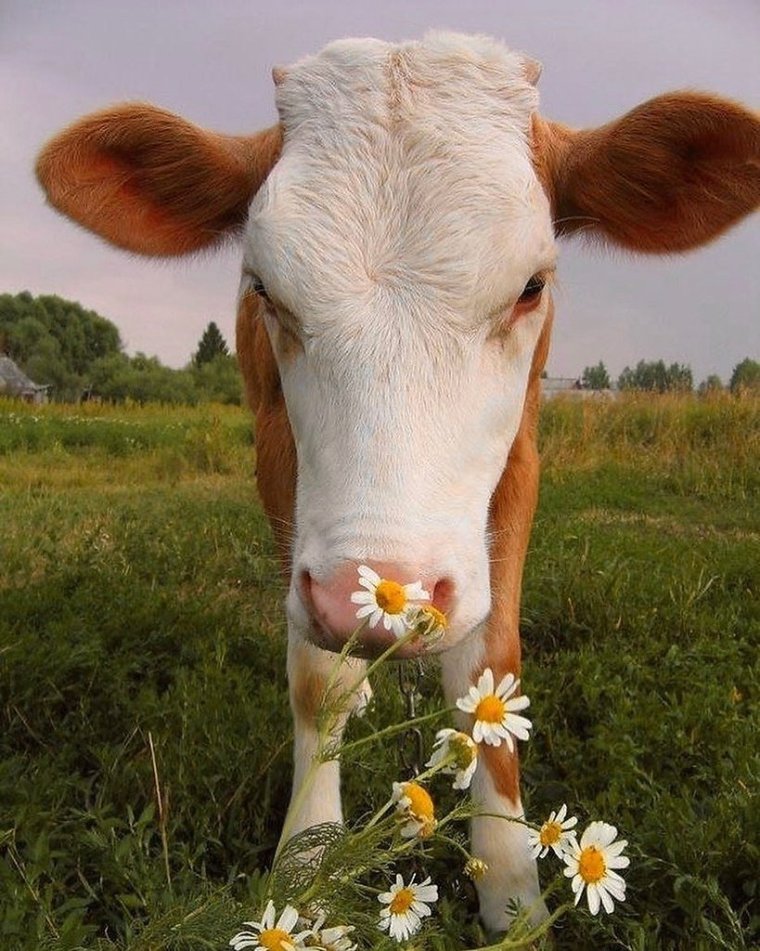 Смешные коровы