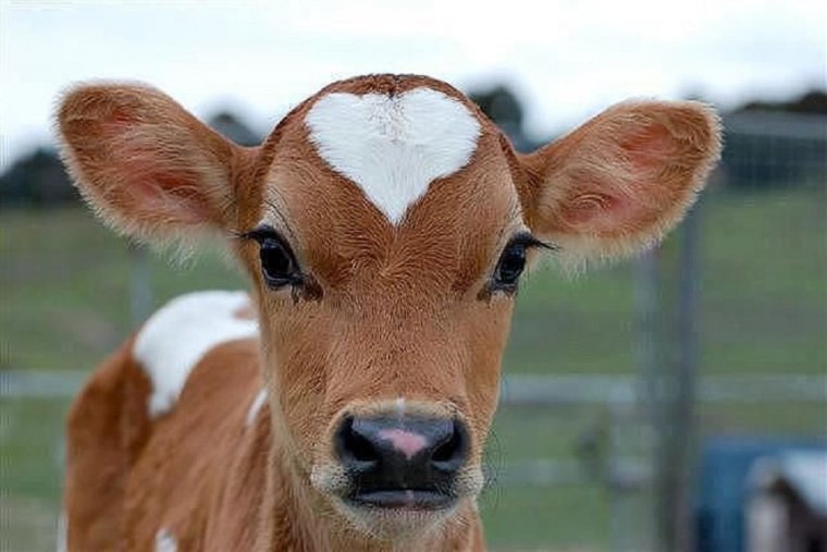 Маленькие телята