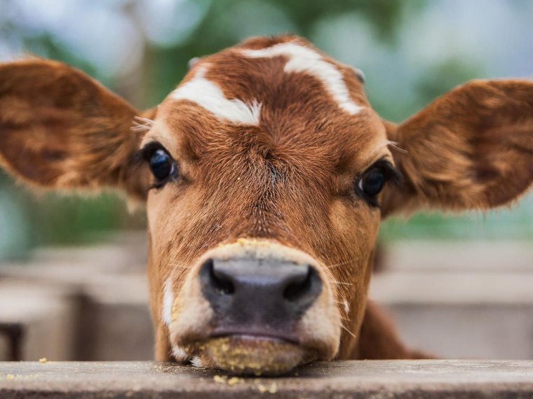 Морда теленка