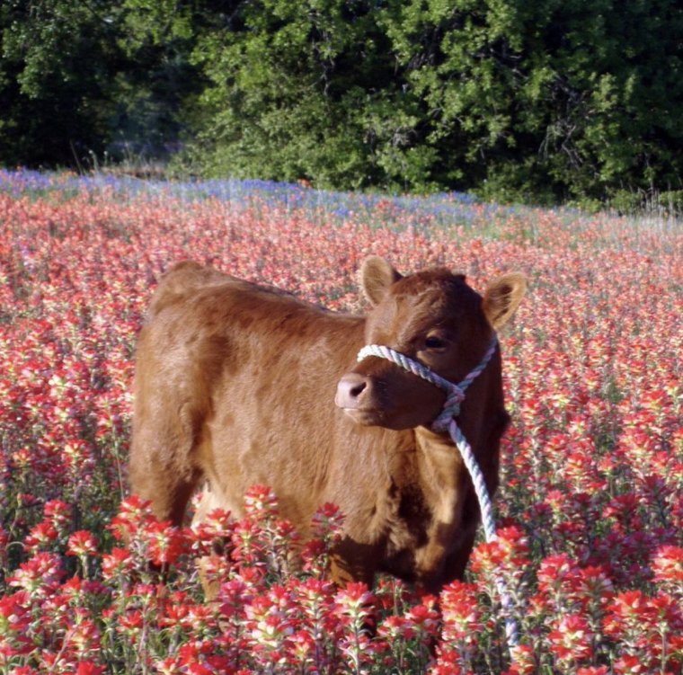 Милые коровы