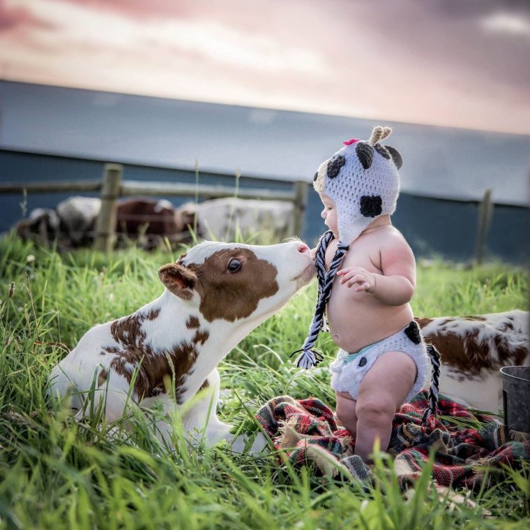 Дитя коровы