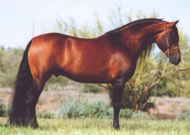 Калабрезе порода лошадей