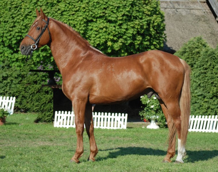 Гидран чистокровная лошадь