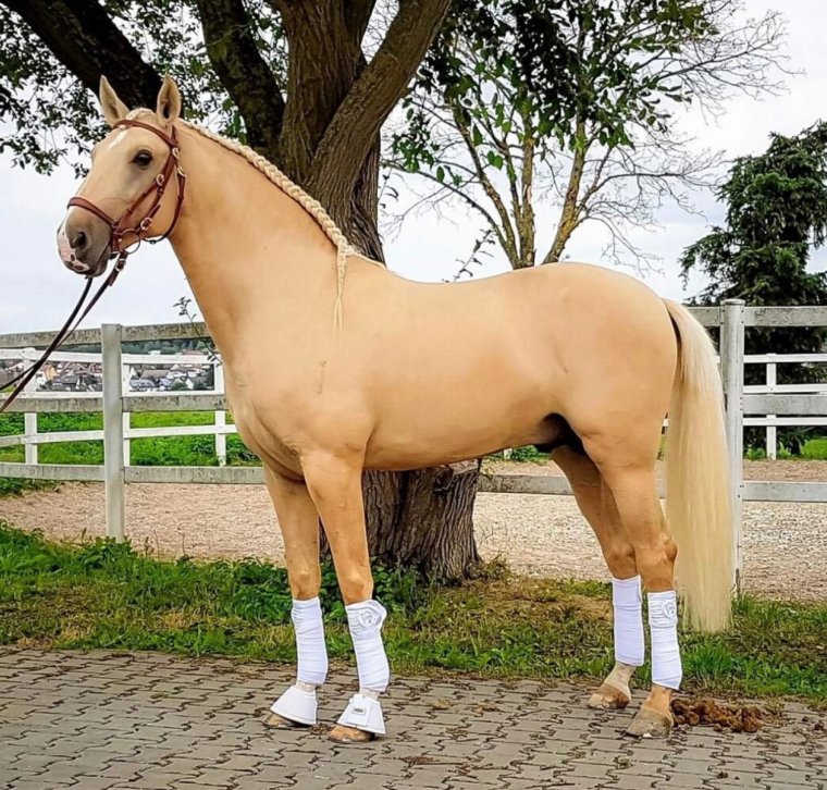 Соловая масть лошадей