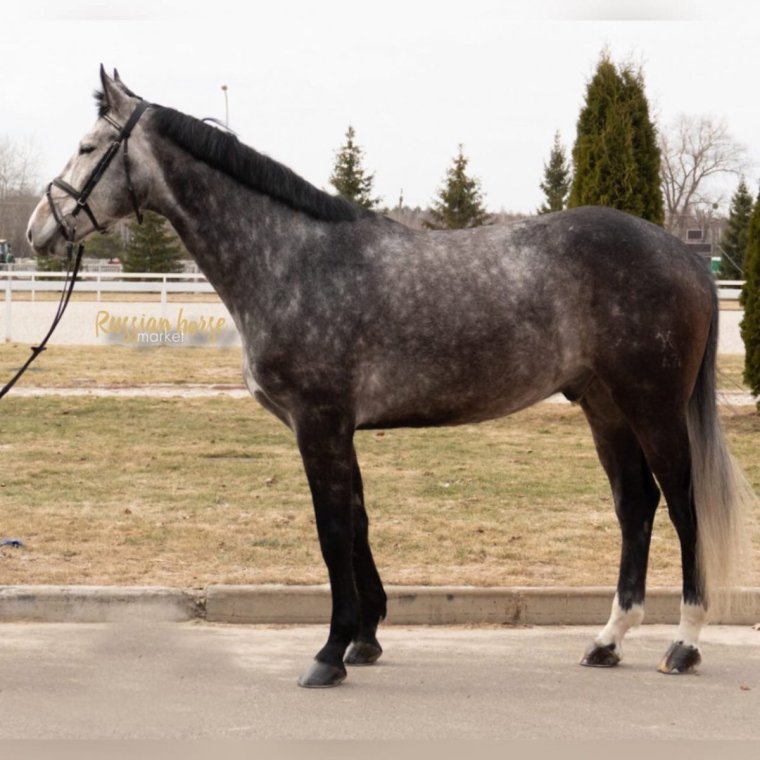 Ганноверская кобыла выгода