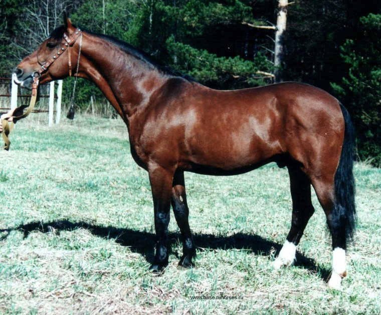 Орловский рысак Кипр