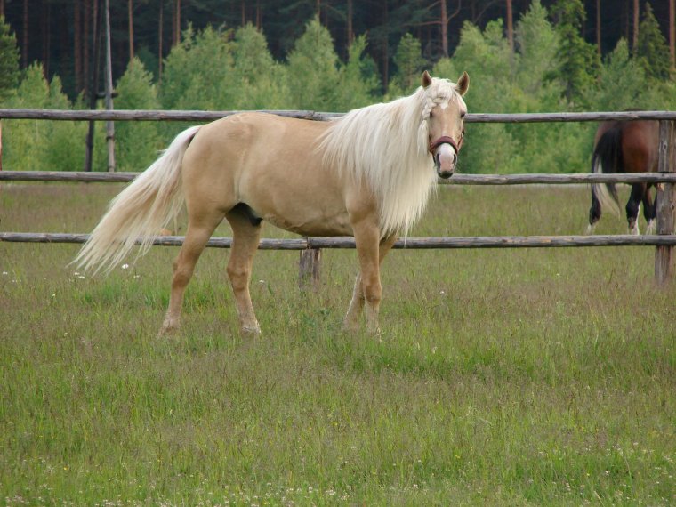 Башкирская порода лошадей