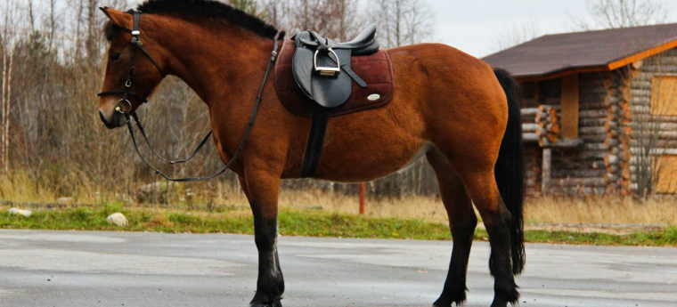 Карельская лошадь