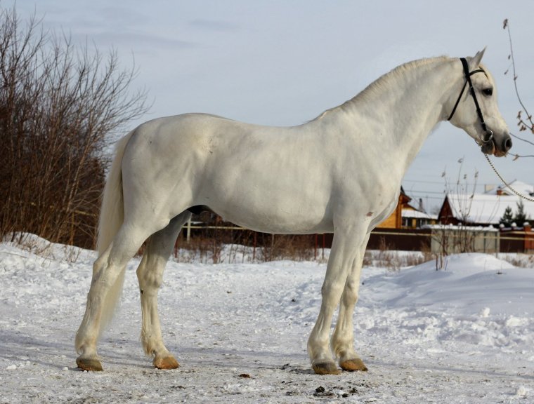 Орловский рысак Иппик