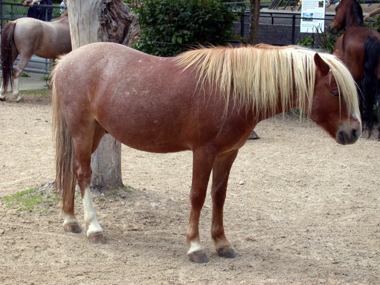 Хоккайдо порода лошадей