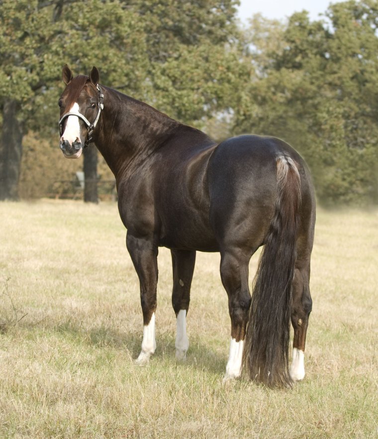 Дагестанская порода лошадей