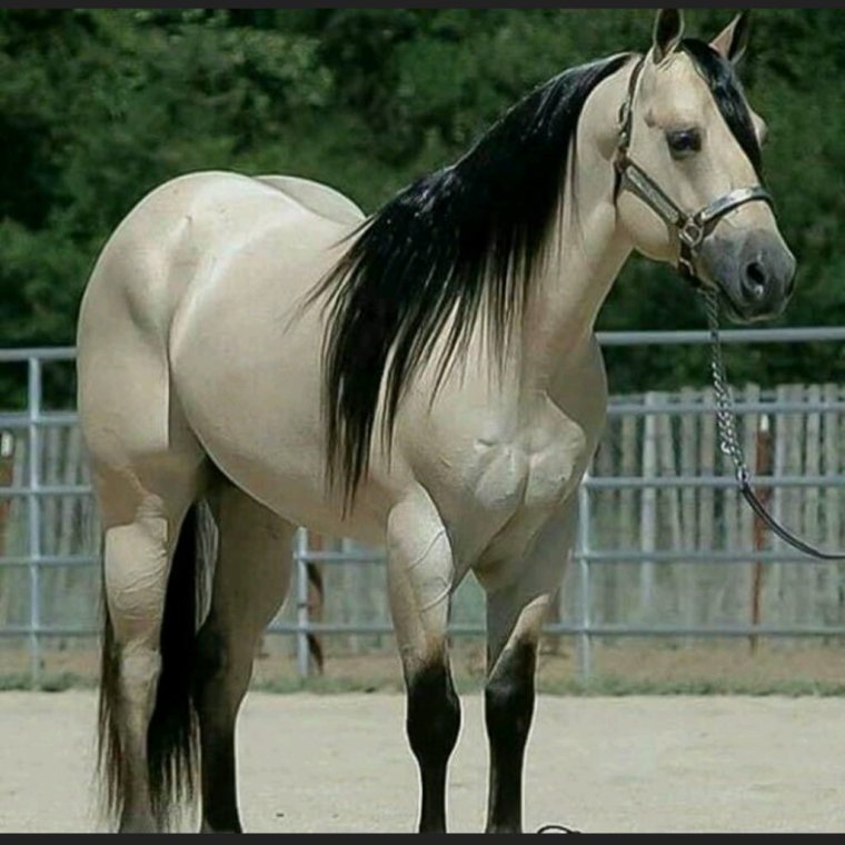 Серебристо-Буланая масть лошади