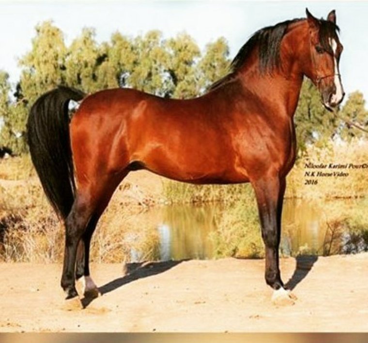 Порода Асиль лошадей