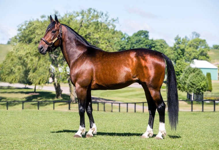 Маскел Хилл рысак