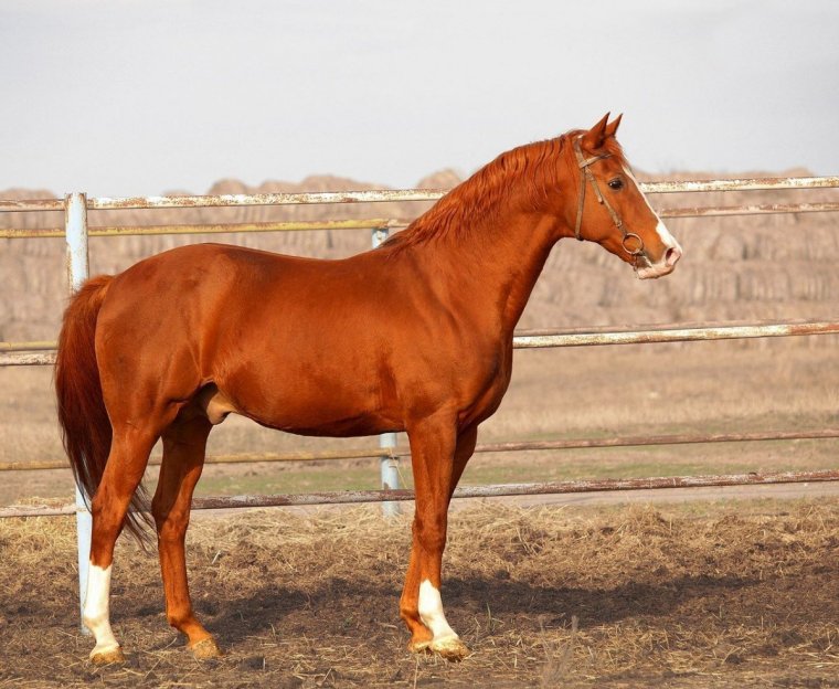 Буденновская порода