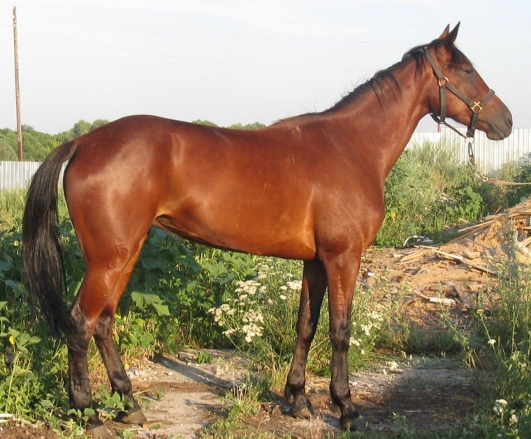 Салерно лошадь