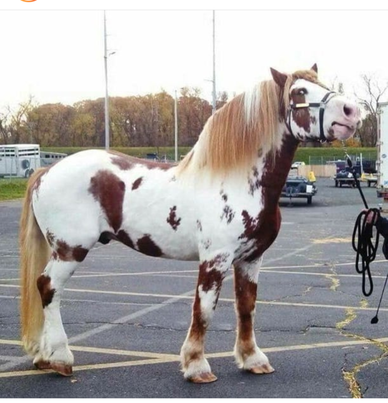 Породы лошадей для детей настоящий