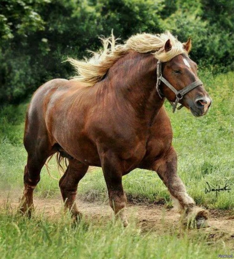 Лошадь тяжеловоз Битюг