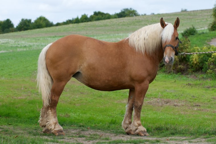 Комтуа порода лошадей