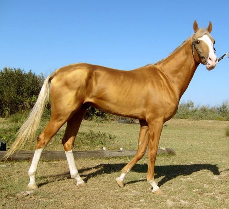 Ахалтекинская лошадь Паломино