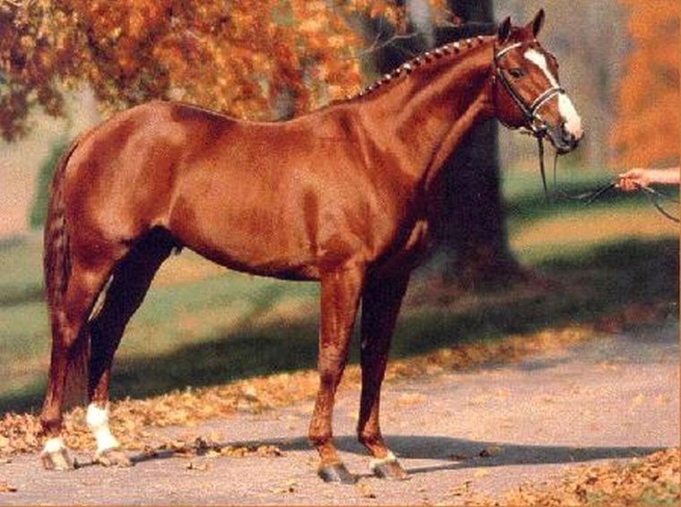 Ганноверская гнедая