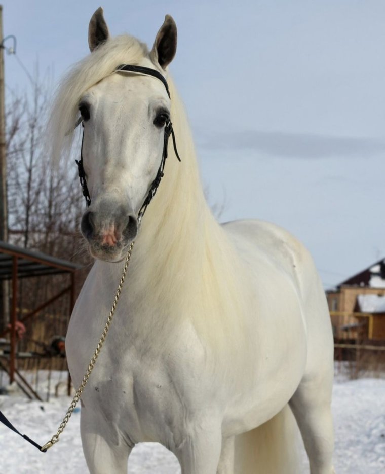 Орловский рысак белый