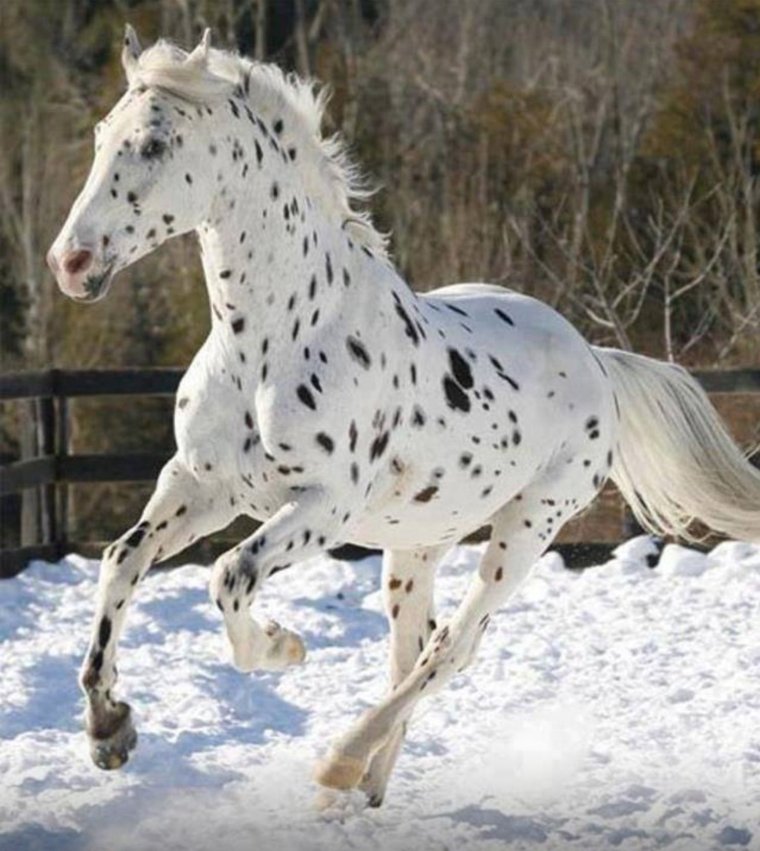 Чубарая лошадь Аппалуза