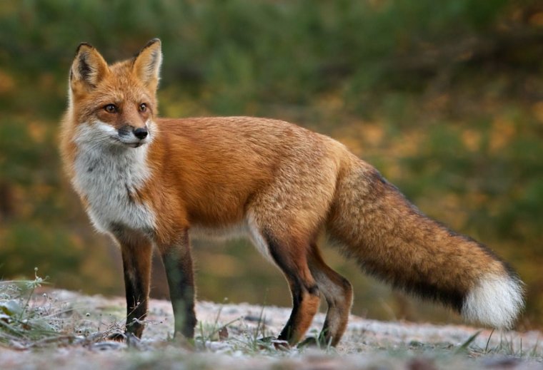 Лисица (Vulpes Vulpes)