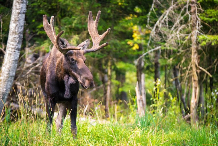 Ильменский заповедник Лось