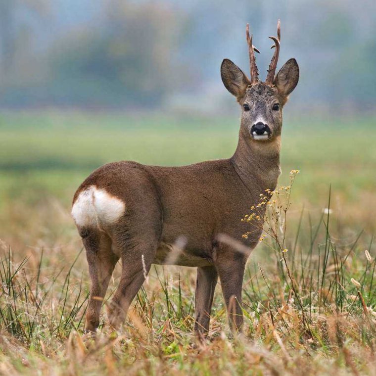 Сибирская косуля Гуран