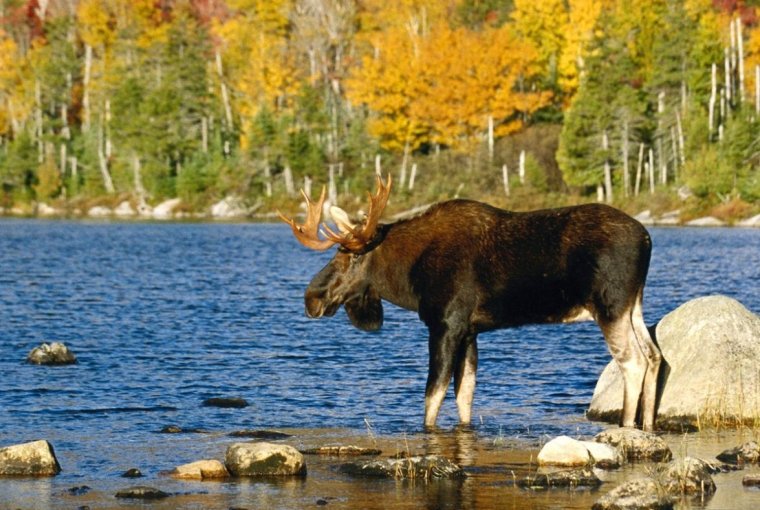 Сохатый Лось Байкал