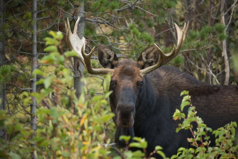 Европейский Лось