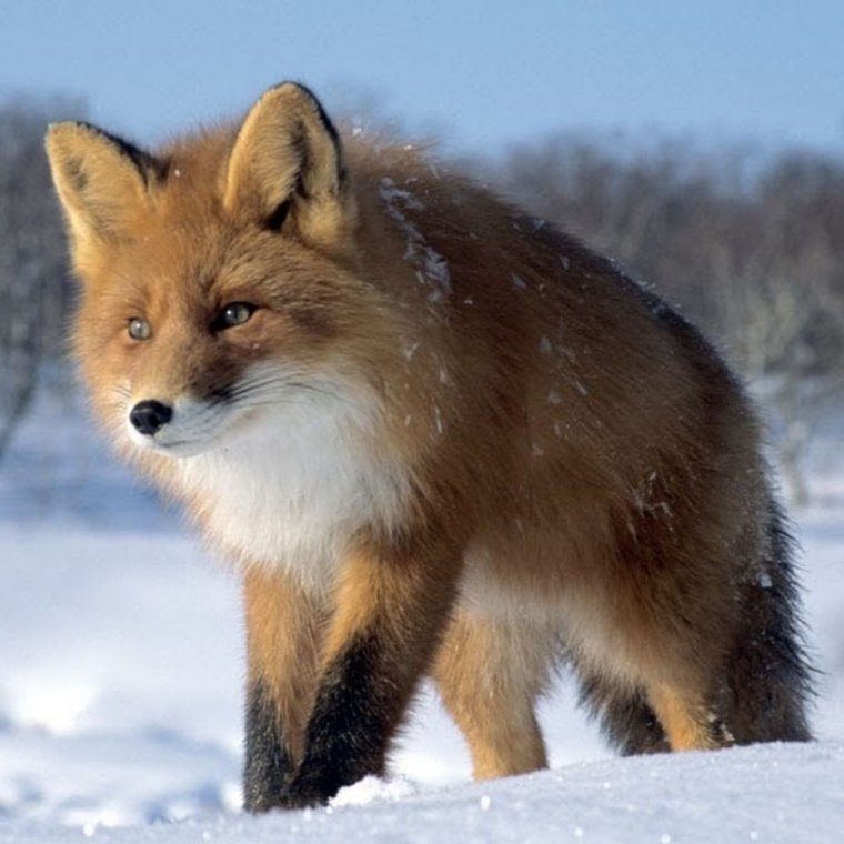 Лиса ХМАО Югры