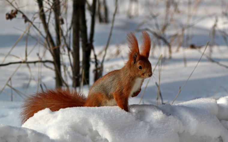 Дикие животные Удмуртии