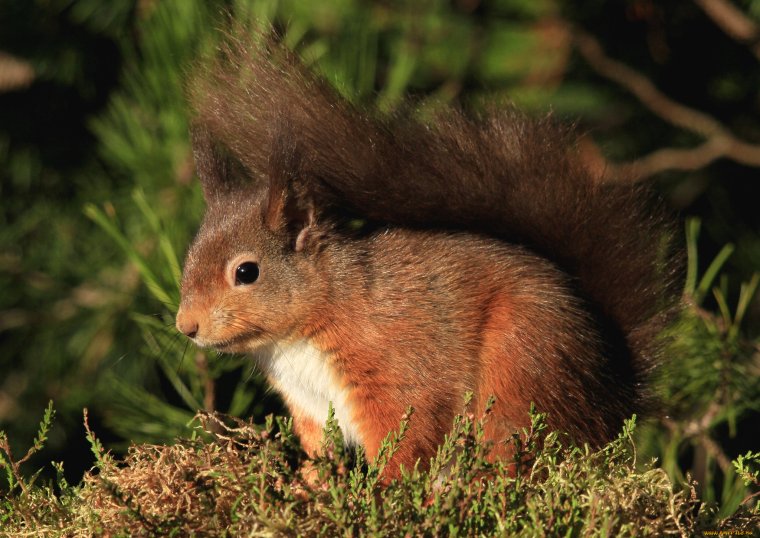 Животные тайги белка