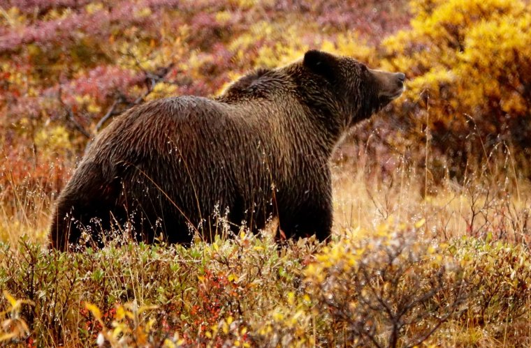 Животные Удмуртии