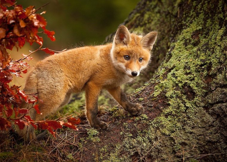 Лисы в тайге