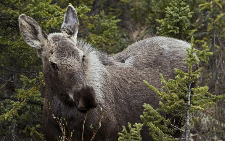 Лось в Удмуртии